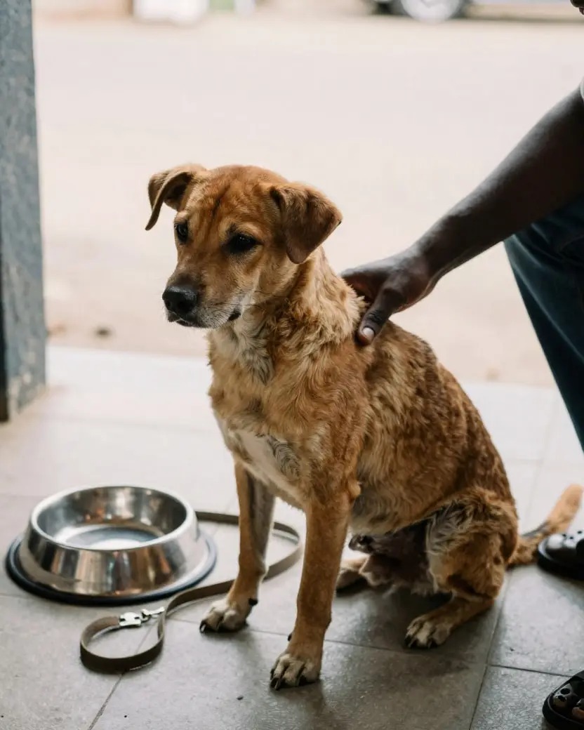 A dog sitting on a veranda beside a food bowl